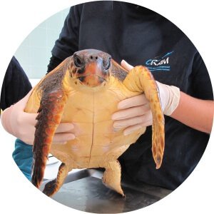 tortugas-marinas-recuperacion-300x300