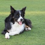 Jornades Unitats Canines Sant Andreu Barca -03