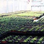 Joves Pagesos Sant Andreu de la Barca 06