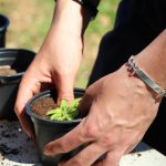 Joves Pagesos Sant Andreu de la Barca 11