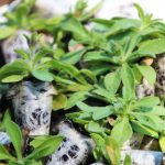 Joves Pagesos Sant Andreu de la Barca 13