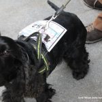 Caminada Solidària Marató TV3 2018 – 06