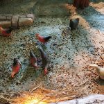 EXPOSICIÓ PESSEBRES 2018 – 13