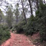 8 caminada Pi Tallat 04