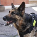 Unitat Canina a l’escola bressol El Cavallet 07