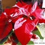 8a Fira de Nadal Sant Andreu Barca 24