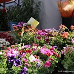 25 FIRA AL CARRER – 06