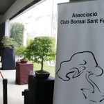 Exposició bonsais Teatre Núria Espert 00