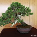 Exposició bonsais Teatre Núria Espert 02