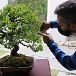 Exposició bonsais Teatre Núria Espert 03