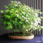 Exposició bonsais Teatre Núria Espert 04