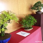 Exposició bonsais Teatre Núria Espert 05