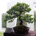 Exposició bonsais Teatre Núria Espert 06