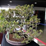 Exposició bonsais Teatre Núria Espert 08