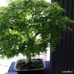 Exposició bonsais Teatre Núria Espert 09