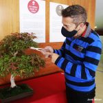Exposició bonsais Teatre Núria Espert 10