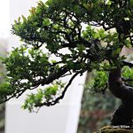 Exposició bonsais Teatre Núria Espert 11