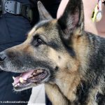 L’agent canina Kènia ES JUBILA 02