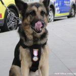 L’agent canina Kènia ES JUBILA 03