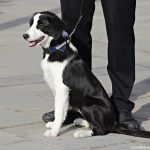 Nous agents Policia Local SAB -03