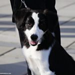 Nous agents Policia Local SAB -05