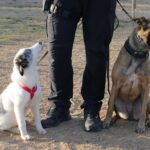 Reportatge Unitat Canina 06