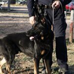Reportatge Unitat Canina 06 – Policia Local Amposta