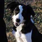 Reportatge Unitat Canina 07