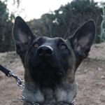 Reportatge Unitat Canina 11