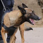 Jornades 2024 unitats canines Sant Andreu Barca 02