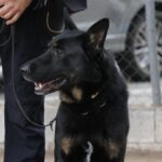 Jornades 2024 unitats canines Sant Andreu Barca 06