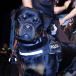 Celebració Diada Policia Local 2024 (27)