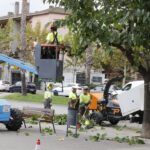 Poda de l’arbrat a Sant Andreu de la Barca