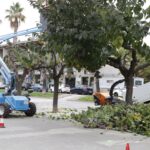 Poda de l’arbrat a Sant Andreu de la Barca (3)