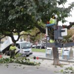 Poda de l’arbrat a Sant Andreu de la Barca (5)