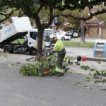 Poda de l’arbrat a Sant Andreu de la Barca (6)