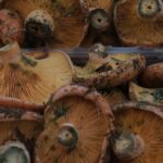 mercat sant andreu de la barca bolets (1)