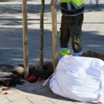 nous arbres 2024 (2)