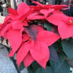 Restaurants dinars de nada 2024 8