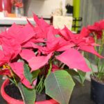 Flor de Pascua 2025 2