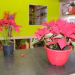 Flor de Pascua 2025 3