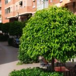 Melmelada taronges (2)