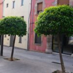 Melmelada taronges (3)