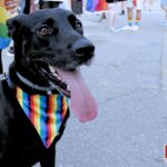 CELEBRACIÓ DIA ORGULL 2025 SAB (4)