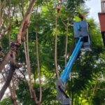 Poda a Sant Andreu de la Barca