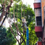 Poda a Sant Andreu de la Barca (3)