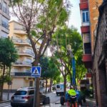 Poda a Sant Andreu de la Barca (4)