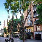 Poda a Sant Andreu de la Barca (5)