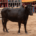Tauromaquia toros