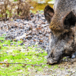 20251128_senglar.png_1015297234